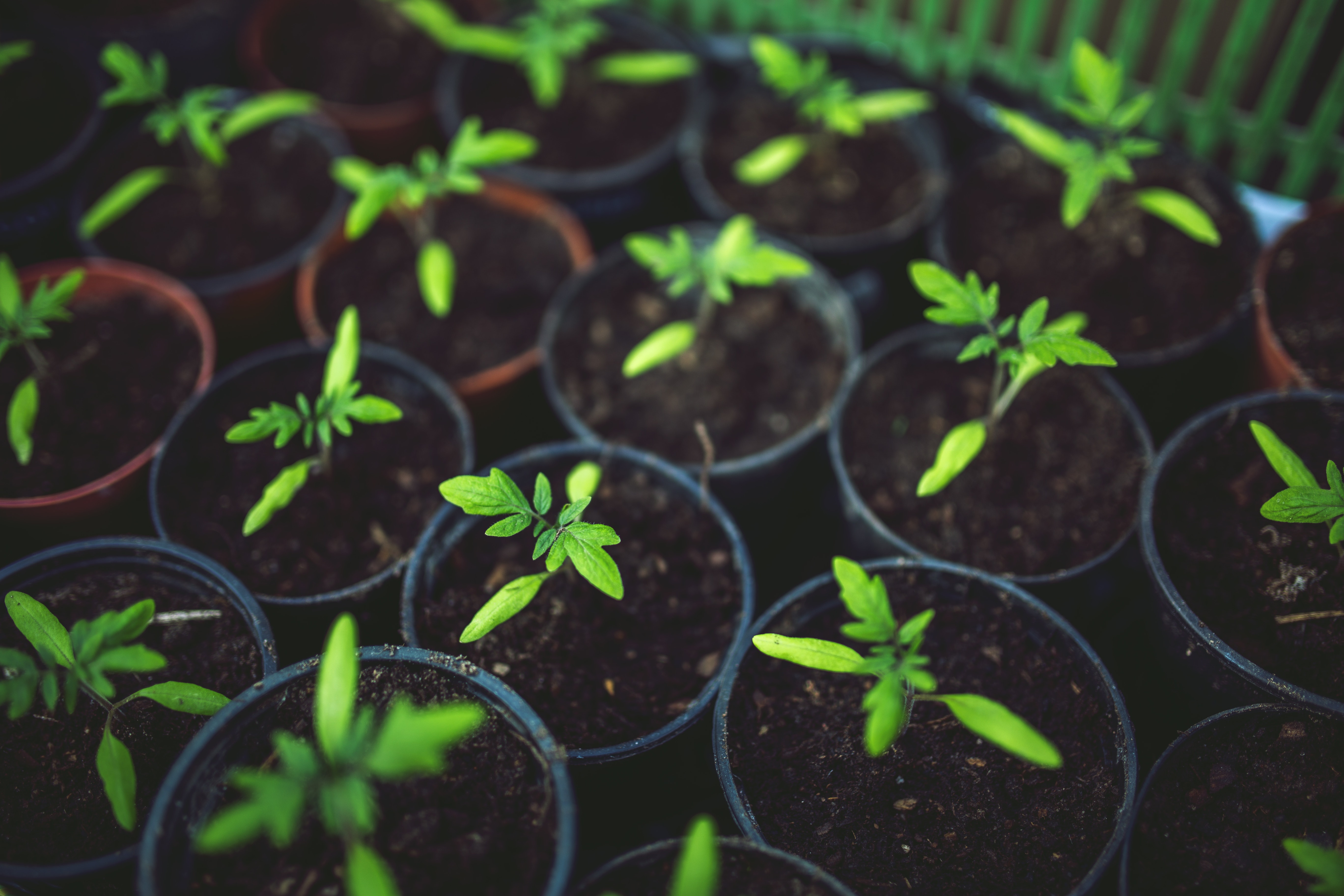 Organic Gardening At Home