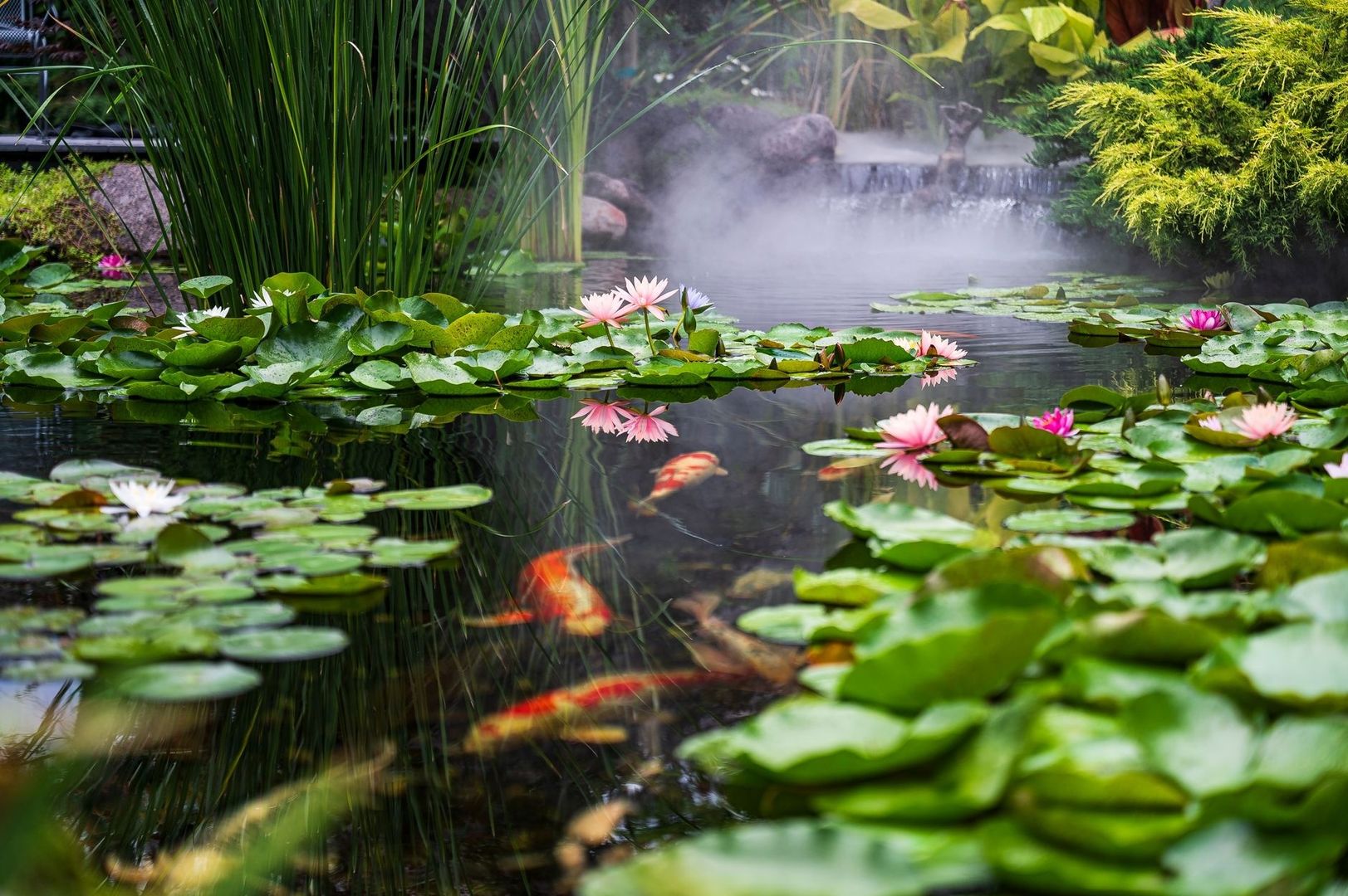 Lily-filled backyard pond with koi, reeds, waterfall, and mist