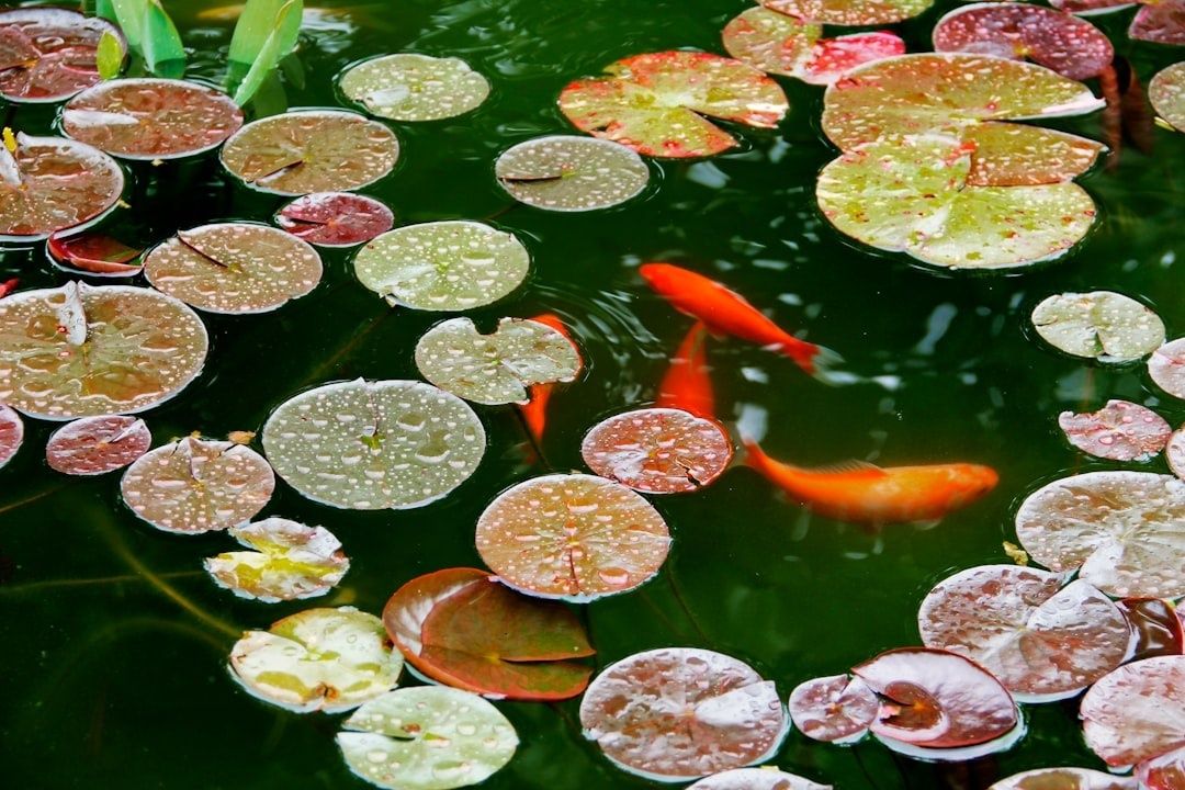Orange koi swimming among rain-speckled lily pads in a pond